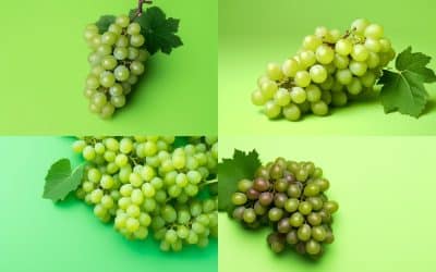 Fruit and Veg